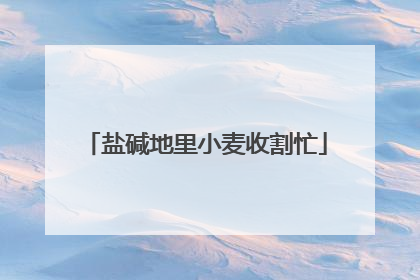 盐碱地里小麦收割忙