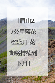 眉山2.7公里蓝花楹盛开 花期将持续到下月