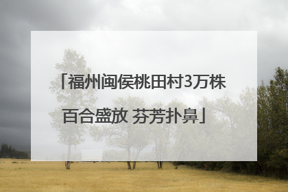 福州闽侯桃田村3万株百合盛放 芬芳扑鼻