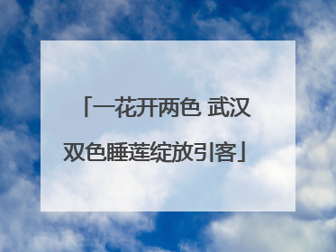 一花开两色 武汉双色睡莲绽放引客