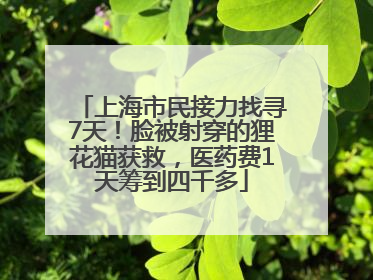 上海市民接力找寻7天！脸被射穿的狸花猫获救，医药费1天筹到四千多