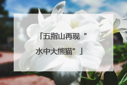 五指山再现“水中大熊猫”