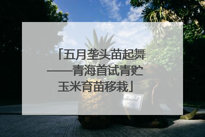 五月垄头苗起舞——青海首试青贮玉米育苗移栽