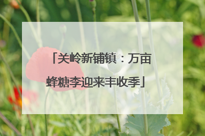 关岭新铺镇：万亩蜂糖李迎来丰收季
