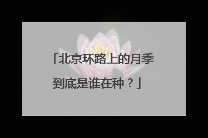北京环路上的月季到底是谁在种？