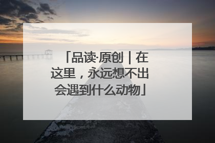 品读·原创｜在这里，永远想不出会遇到什么动物