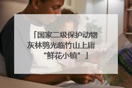 国家二级保护动物灰林鸮光临竹山上庸“鲜花小镇”