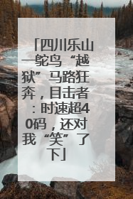四川乐山一鸵鸟“越狱”马路狂奔，目击者：时速超40码，还对我“笑”了下