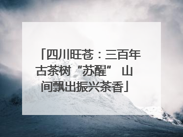 四川旺苍：三百年古茶树“苏醒” 山间飘出振兴茶香
