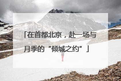 在首都北京，赴一场与月季的“倾城之约”