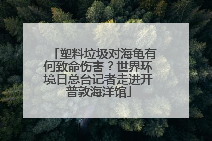 塑料垃圾对海龟有何致命伤害？世界环境日总台记者走进开普敦海洋馆