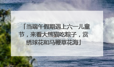 当端午假期遇上六一儿童节，来看大熊猫吃粽子，赏绣球花和马鞭草花海