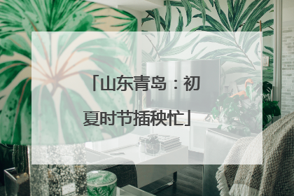 山东青岛：初夏时节插秧忙