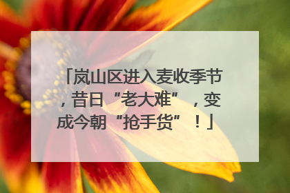 岚山区进入麦收季节，昔日“老大难”，变成今朝“抢手货”！