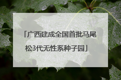广西建成全国首批马尾松3代无性系种子园