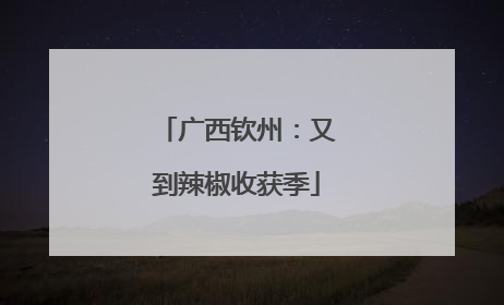 广西钦州：又到辣椒收获季