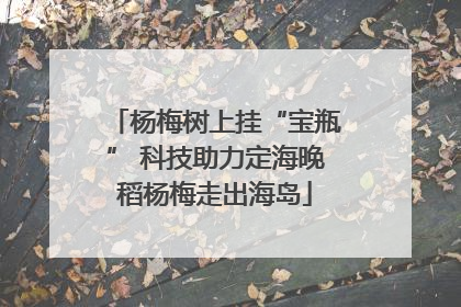 杨梅树上挂“宝瓶” 科技助力定海晚稻杨梅走出海岛