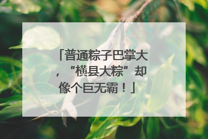 普通粽子巴掌大，“横县大粽”却像个巨无霸！