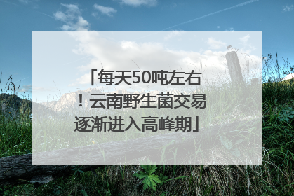 每天50吨左右！云南野生菌交易逐渐进入高峰期
