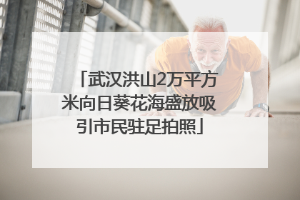 武汉洪山2万平方米向日葵花海盛放吸引市民驻足拍照