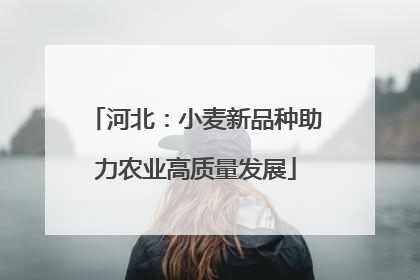 河北：小麦新品种助力农业高质量发展