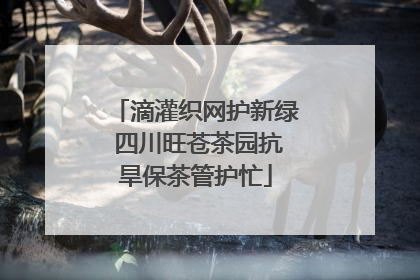 滴灌织网护新绿 四川旺苍茶园抗旱保茶管护忙
