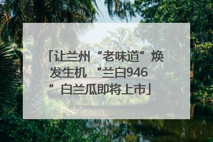 让兰州“老味道”焕发生机 “兰白946”白兰瓜即将上市