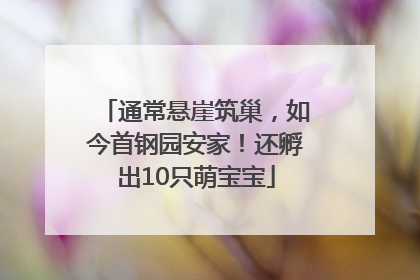 通常悬崖筑巢，如今首钢园安家！还孵出10只萌宝宝