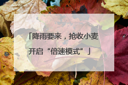 降雨要来，抢收小麦开启“倍速模式”