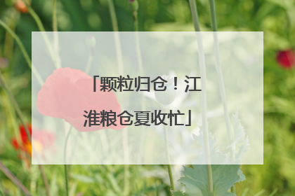 颗粒归仓！江淮粮仓夏收忙