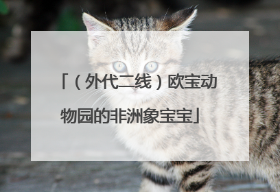 （外代二线）欧宝动物园的非洲象宝宝